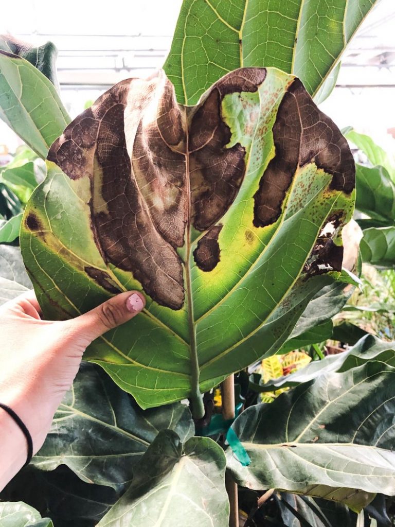 Will you let your fiddle-leaf fig tree die? Ellen Van Mekong Capital