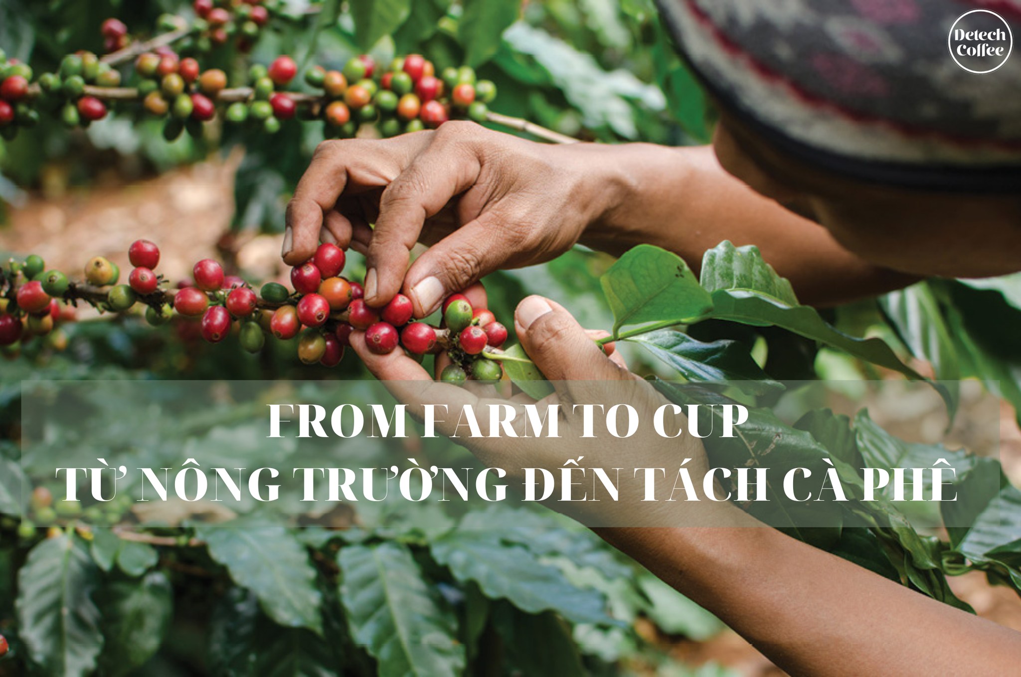 Farm-to-Cup from a Farmer’s perspective