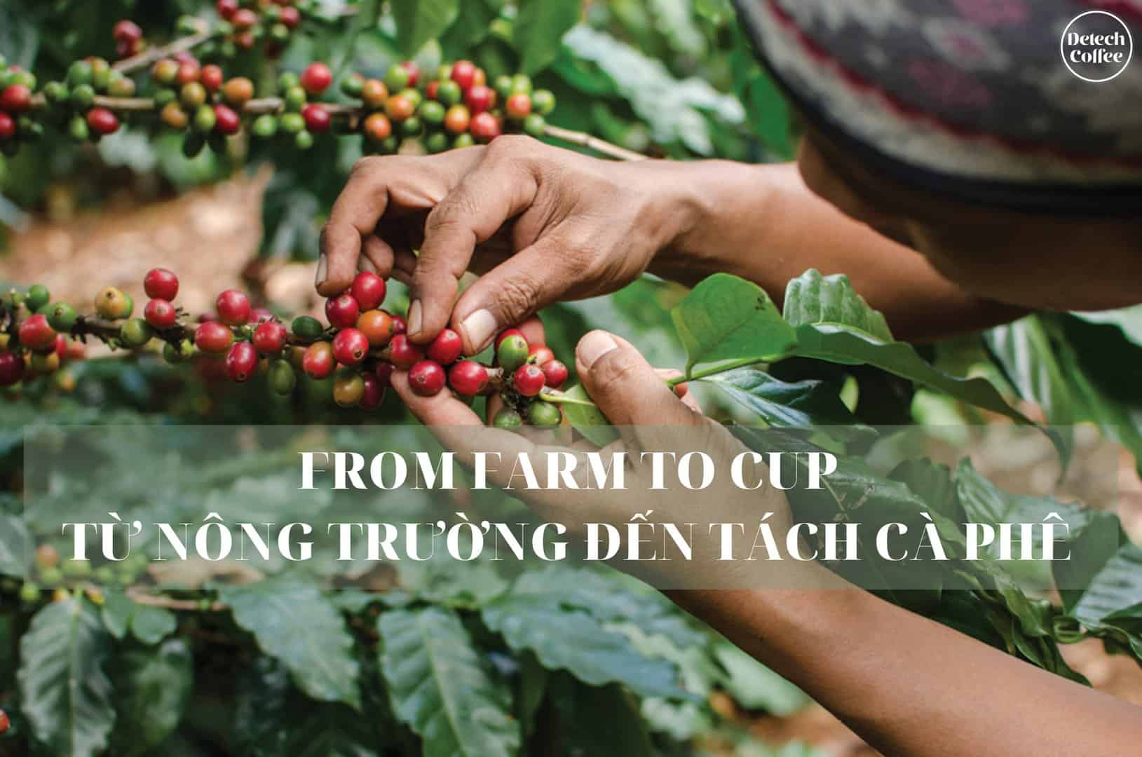 Farm-to-Cup from a Farmer’s perspective