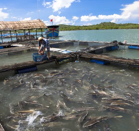 Aquaculture partnership promotes insect protein for pangasius