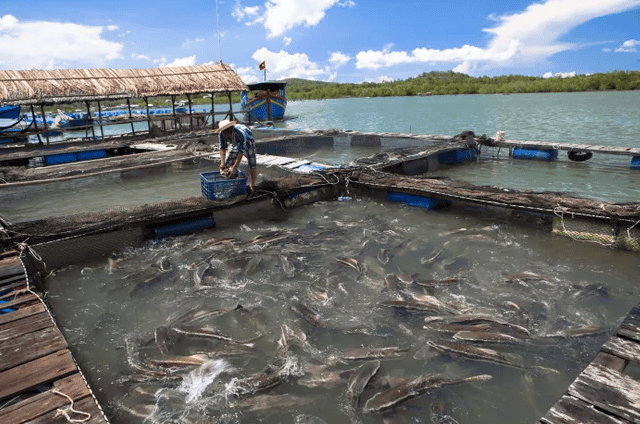 Aquaculture partnership promotes insect protein for pangasius