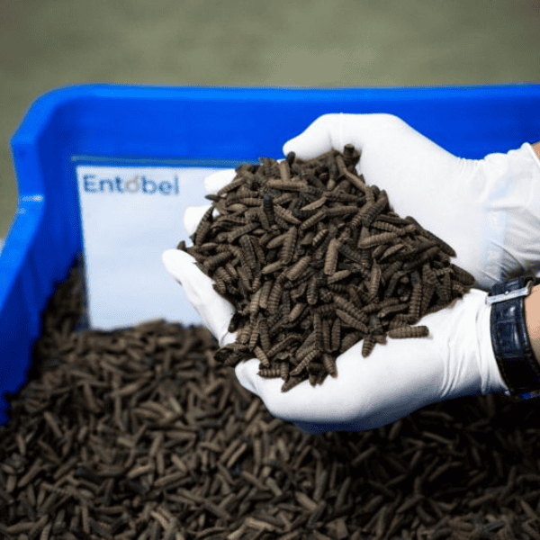  Record in insect meal production volume and production cost